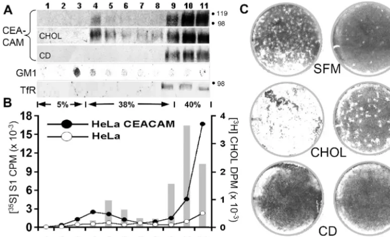 FIG. 6. Construction and characterization of HeLa-CEACAM�). The position of the 110-kilodalton molecular mass marker isTMcarboxy-terminal sequences of the constructs were determined as indicated
