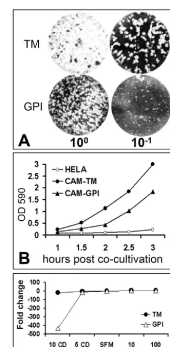 FIG. 7. Distribution of cell surface CEACAMcontaining sucrose gradients. Cell surface proteins were biotinylated,and cells were then treated with cold 1% TX-100