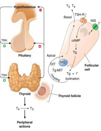  FIGURE 2: REGULATION OF THYROIS HORMONE SYNTHESIS  
