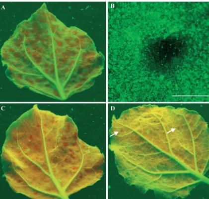 FIG. 2. Local induction, cell-to-cell spread, and suppression of RNA silencing. N(D). Onetissues show green ﬂuorescence