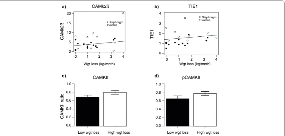 Figure 3. CAMkIIβ and TIE1 correlate with weight loss in cancer cachexia. In order to validate the findings from the was used to examine mRNA expression of clinical cohort