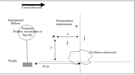 Figure 4.3 Diagrammatic representation of one frame of a video sample showing the position of the balloon with respect to the coral colony and prey species