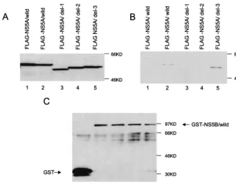 FIG. 1. Interaction between NS5A and NS5B of the isolate HCV M1LE and the regions essential for this interaction