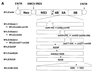 FIG. 2. (A) Schematic presentation of HCV mutant replicons used in this study. Wild-type M1LE contains the HCV M1LE wild-type sequence.M1LE/5Adel-1, M1LE/5Adel-2, and M1LE/5Adel-3 encode internal deletions of NS5A missing aa 94 to 162 (region 1), aa 277 to 334 (region 2),