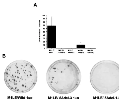 FIG. 4. Effect of internal deletion mutation on HCV RNA replication. Huh-7-DMB cells were transfected with 1 �wild-type MILE, 5Adel-1, 5Adel-2, 5Adel-3, and 5B-VDD RNA by electroporation, and G418-resistant cells were selected with a G418concentration of 1