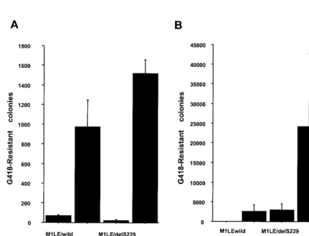 FIG. 5. Effect of clustered alanine-substitution mutations on HCV RNA replication. Huh-7-DMB cells were transfected with 1 �vitro-transcribed wild-type MILE, 5Adel-1, 5Adel-2, and cm 94, 100, 105, 113, 120, 127, 134, 141, 148, 155, 252, 277, 283, 290, 297,