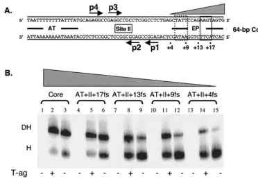 FIG. 7. Determination of how much of the EP-rich region is required for efﬁcient double-hexamer formation on derivatives of the 64-bp coreorigin