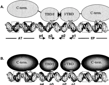 FIG. 8. Contrasting of the protein-DNA interactions required for T-ag and T124A double-hexamer formation