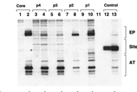 FIG. 9. pSV01�are able to catalyze T-ag-dependent structural changes in the coreorigin