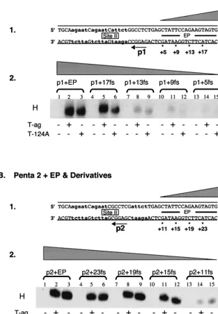 FIG. 1. Experiments used to establish the sequences within the EP region required for hexamer formation on pentanucleotides 1 and 2.(A) Studies of the EP requirements for hexamer assembly on pentanucleotide 1
