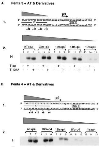 FIG. 2. Experiments used to establish the sequences within the AT-rich region required for hexamer formation on pentanucleotides 3 and 4.(A) Studies of the AT requirements for hexamer assembly on pentanucleotide 3