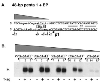 FIG. 3. Establishment of the extent to which sequences 3�sequence, 3with asterisks indicate the ends of additional oligonucleotides used in these studies