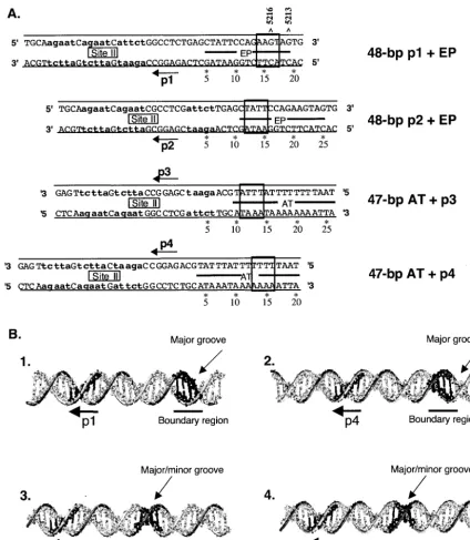 FIG. 4. Conserved sequence requirements for hexamer formation on individual pentanucleotides