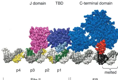 FIG. 5. A model of a T-ag monomer docked to the 48-bp p1 �red. Finally, since the structures of the J domain, T-ag-obd, and C-terminal domain were solved separately, there is some uncertainty regardingthe relative orientations of the individual domains