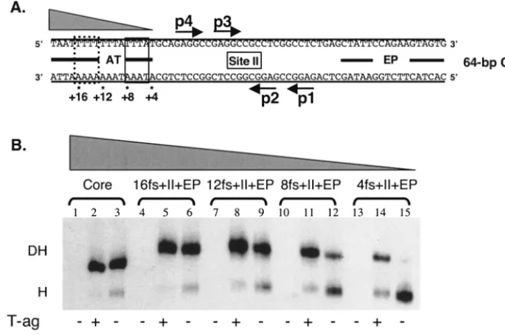FIG. 6. Determination of how much of the AT-rich region is required for efﬁcient double-hexamer formation on derivatives of the 64-bp coreorigin