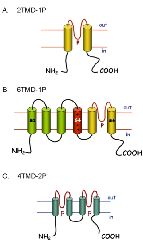 Figure 1+ arranged so the extracellular P loops form the pore region of the channel. The charged TMD S4 in the 6TMD-1P structure is thought to be involved in the voltage-gating of these chan-nels