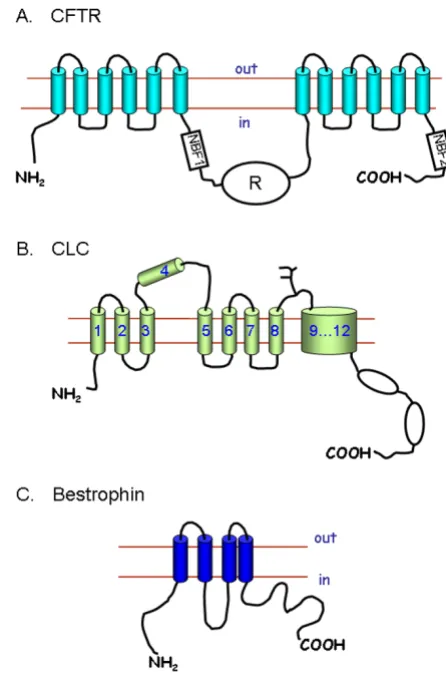 Figure 3Anion channel structuresAnion channel structures. A) The cystic fibrosis transmem-brane conductance regulator CFTR is composed of two repeats of six TMD linked by a regulatory subunit (R) and a nucleotide binding fold (NBF1)