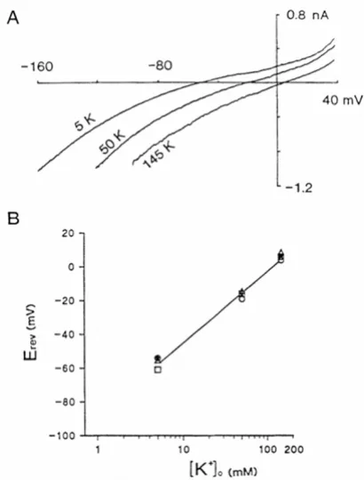 Figure 4Properties of the inward-rectifying K+ channel Kir7Properties of the inward-rectifying K+ channel Kir7.1 expressed in rat choroid plexus epithelial cells