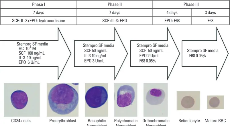 Fig. 1. The protocol of RBC production from cord blood derived CD34+ cells. SCF, stem cell factor; RBC, red blood cell; EPO, erythropoietin.
