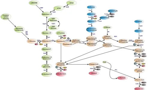 Fig. 2 Schematic representation of carbohydrate degradation throughaGalK, galactokinase; GalM, galactose mutarotase; GAPDH, glycer-aldehyde-3-phosphate dehydrogenase C; GlkA, glucokinase; Gnt,6-phosphogluconate dehydrogenase; Gpi, glucose 6-phosphate isom-
