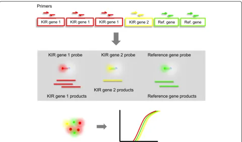 Fig. 1 Schematic view of the KIR multiplex qPCR assay qKAT. Sequence specific primers are used for relative quantification of target KIR genes against areference gene of fixed copy number