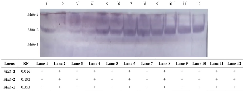 Figure 1. The electrophoretic profile (above) and the recorded isoforms with the relative mobility (RF) (below) of Mdh isoenzymes in the studied tissue samples