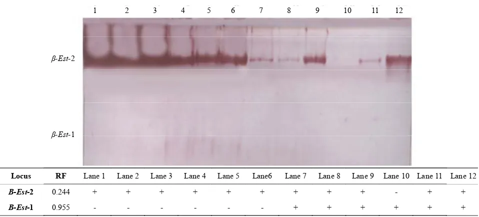 Figure 2. The electrophoretic profile (above) and the recorded isoforms with the relative mobility (RF) (below) of α esterase isoen-zymes in the studied tissue samples