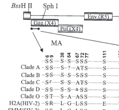 FIG. 1. Alignment of MA amino acid sequences. Locations ofserine residues in the MA region of HIV-1 Gag polyproteins and their