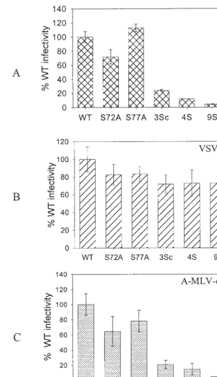 FIG. 6. Env incorporation in WT and mutant virions. HeLa cellswere transfected with WT and mutant proviral constructs and labeled