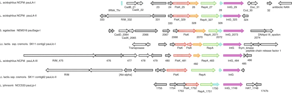 Fig. 3 Potential autonomous units identiﬁed in LAB. Alignment ofarroware shown as colored arrows: DNA segregation ATPase FtsK,andarrowpreviously described and newly identiﬁed PAUs in L