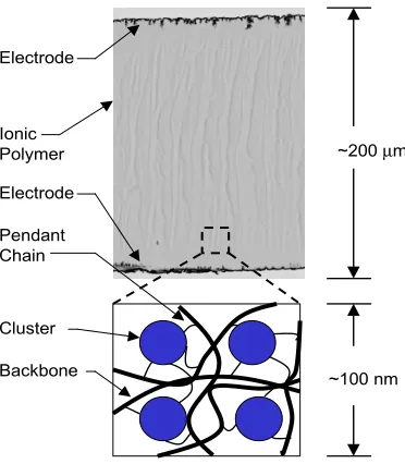 Figure 1: Cross-sectional view of a typical IPMC with illustration of the assumed ionic polymerclustering morphology based on Hsu and Geirke [12].