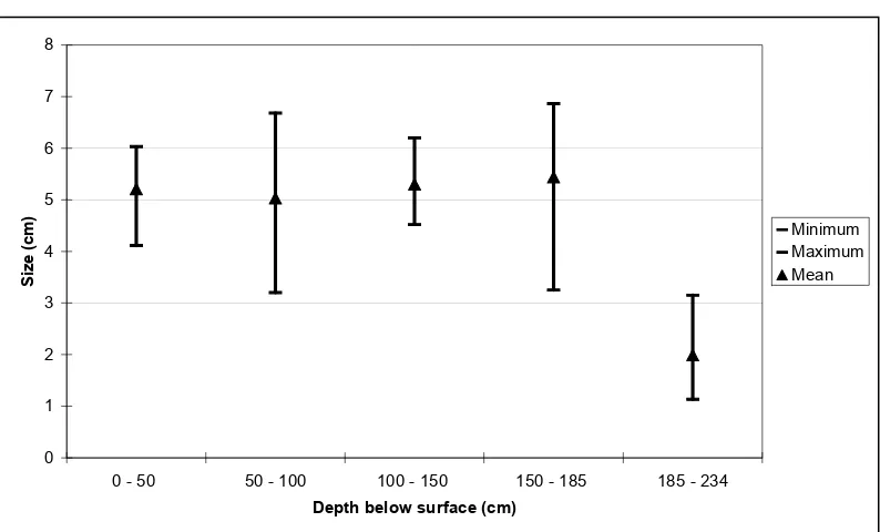 Figure 1.  Sokoli Nerita undata sizes 