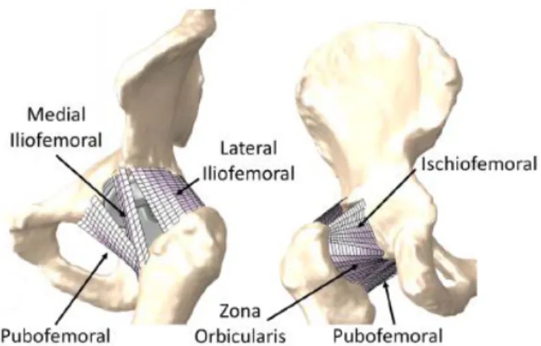 Figure 2.6: Illustration of the soft tissue structures making up the hip capsule 