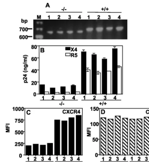 FIG. 1. CD4�(genotypes of the PBMC samples were veriﬁed by RT-PCR ampliﬁca-from fourtion of a fragment that spans the 32-bp deletion