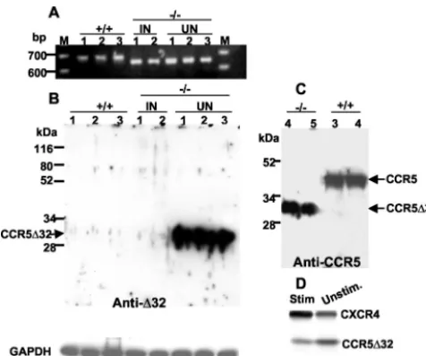 FIG. 3. Detection of endogenous CCR5�uninfected (lated primary CD4cells fromcells (Stim)