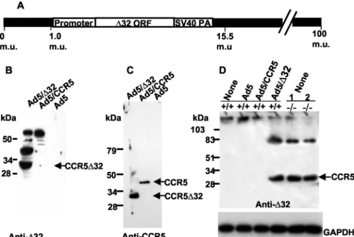 TABLE 2. Interaction of CCR5�32 protein withCCR5 and CXCR4