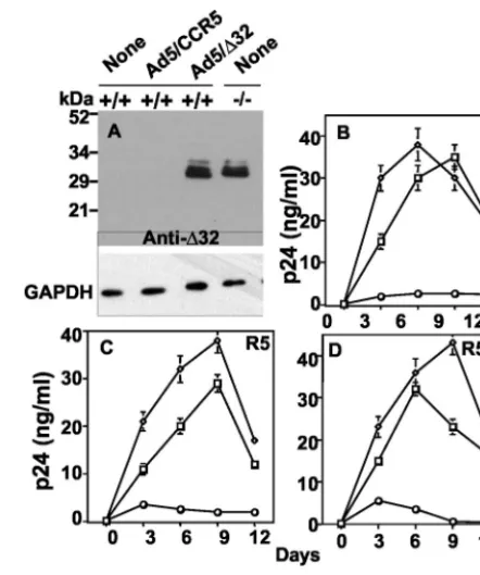 FIG. 7. Gene delivery of CCR5cells. Control cells were incu-bated with no virus (none; open squares) and compared to cells in-fected with either Ad5/gles) at 50 PFU/cell for each virus with regard to productive infectionby the X4 HIV-1 strain IIIB (B), the