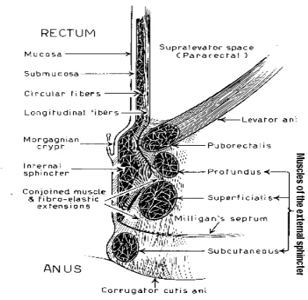 Fig 2: Anatomy of anal canal. 