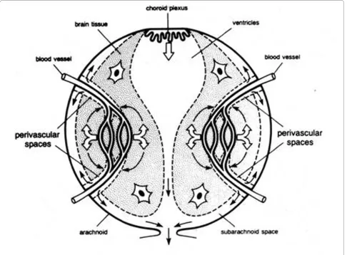 Figure 9 Schematic diagram illustrating a model of interstitial fluid turnover in the brain based on secretion of cerebral ISF by the blood brain barrier (open arrows) and bulk flow of ISF from brain to CSF via perivascular spaces (curved arrows)