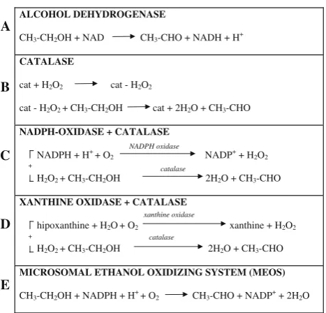 Fig. 1 Metabolic pathways of ethanol