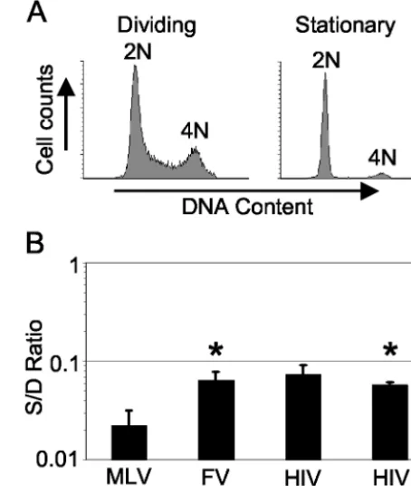 TABLE 1. Transduction of G1/S and G2 arrested human ﬁbroblastsand CD34� cellsa