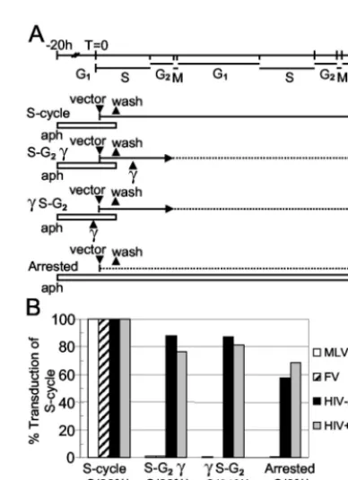 FIG. 3. Transduction by FV vectors occurs only in cells that haveundergone DNA synthesis