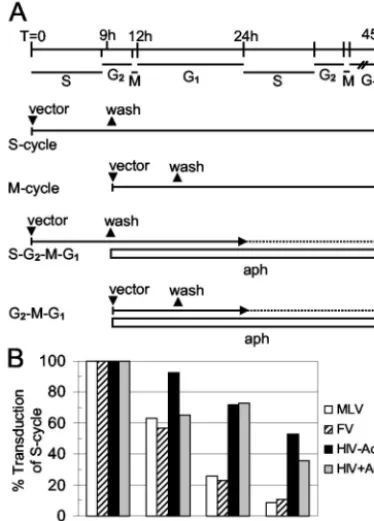 FIG. 5. A partial cell cycle that includes mitosis but lacks S phase issufﬁcient for transduction by FV vectors