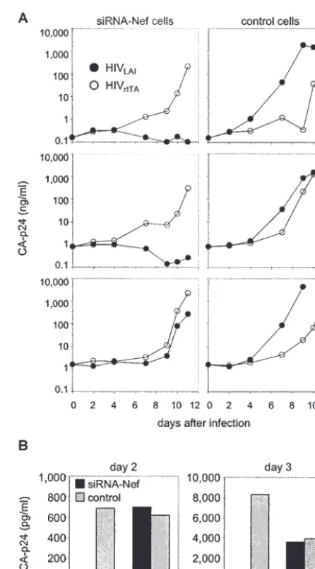 FIG. 1. siRNA targeting of HIV-1. (A) SupT1 cells were stablytransduced with the empty pRETRO-SUPER retroviral vector (4, 5)