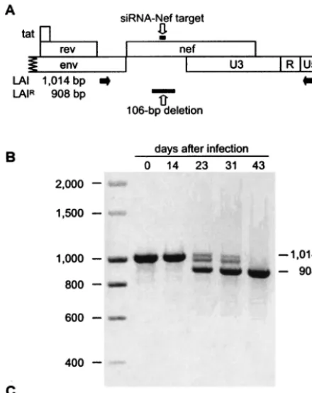 FIG. 3. HIVLAI develops resistance against siRNA-Nef by deletingthe Nef target sequence
