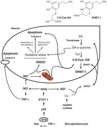 Fig. 1 Involvement ofdihydrobenzothiazine-1neuroinﬂammation, endogenousneurotoxins and oxidative stressin neurodegeneration