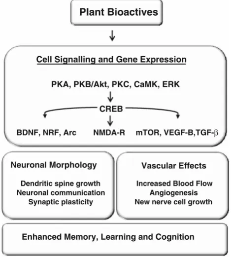 Fig. 3 Flavonoid-induced activation of neuronal signalling and geneexpression in the brain