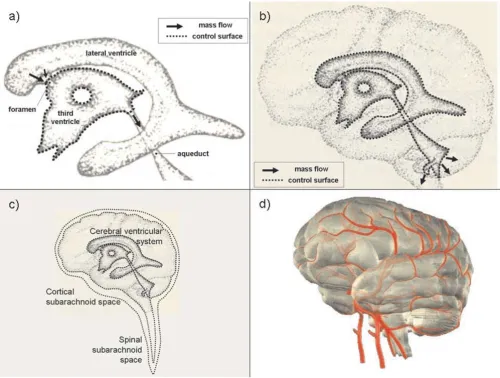 Figure 2Examples of in vivo control volumesments are needed. Individual ventricles, such as the third ventricle a), can be used to determine parameters relevant at the scale of a single ventricle