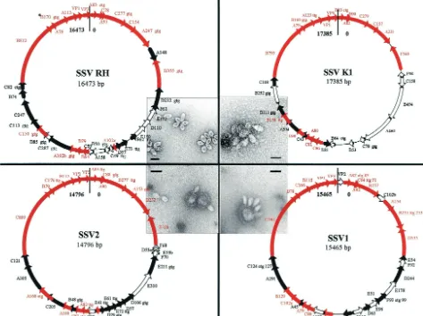 FIG. 1. Genome maps of the four isolates. Conserved ORFs shared by all genomes are shown as red arrows