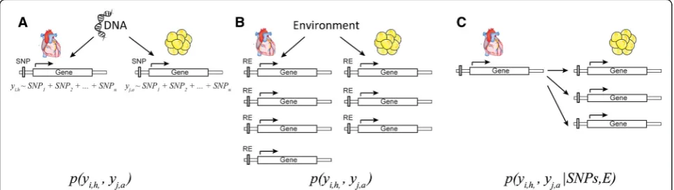 Fig. 1 Inter-tissue correlation of expression levels of two genes in different tissues due to responding to the same genetic variation (a);responding to the same environmental variation (b); or biological signal exchanges between two tissues (c)